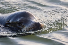 California Sea Lion