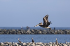 California Brown Pelican