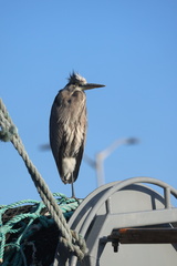 Great Blue Heron