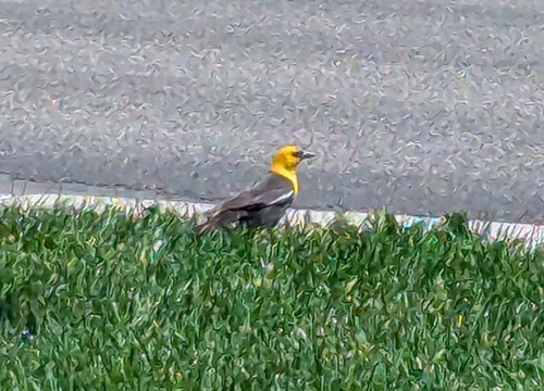 Yellow-headed Blackbird