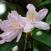 Westland's Rhododendron - Photo (c) Carol Kwok, all rights reserved, uploaded by Carol Kwok