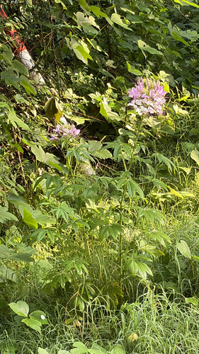 Spider flower