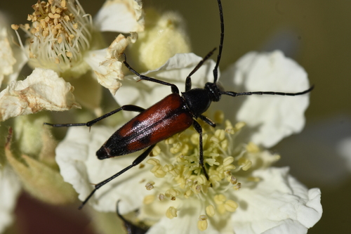 Stenurella bifasciata