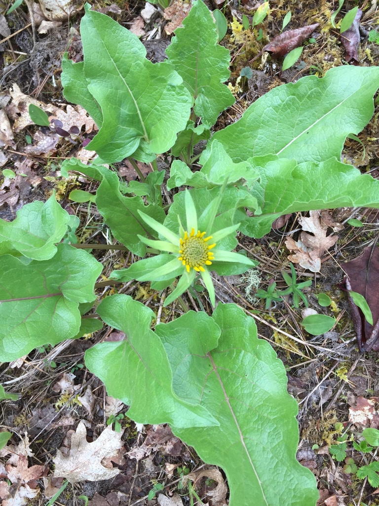deltoid balsamroot from Josephine County, USOR, US on April 21, 2020