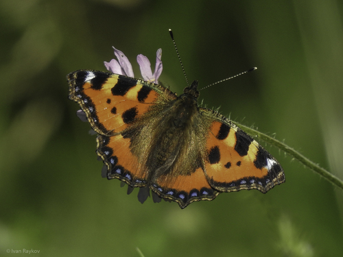 Small Tortoiseshell