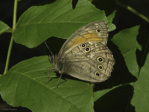 Lattice brown