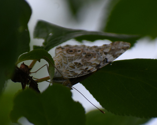 Painted Lady