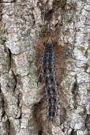 Spongy Moth