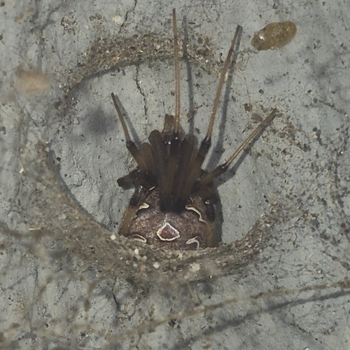 Brown Widow