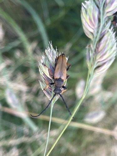 Red Pine Longhorn Beetle
