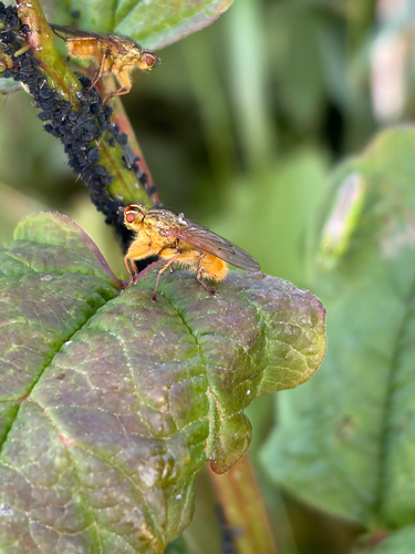 Golden Dung Fly