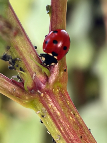 Seven-spotted Lady Beetle