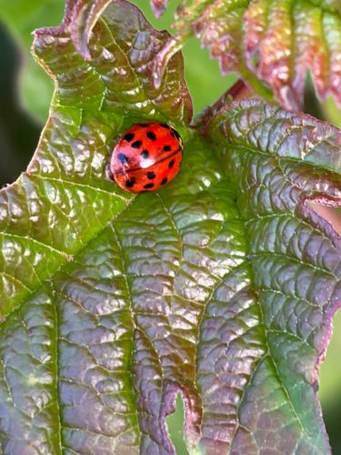 Asian Lady Beetle