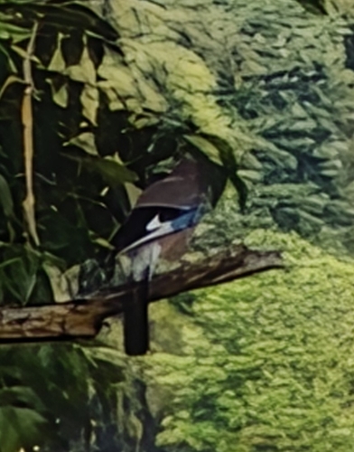 Eurasian Jay