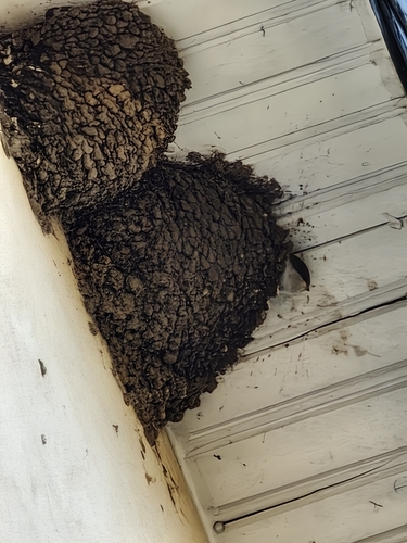 Western House Martin