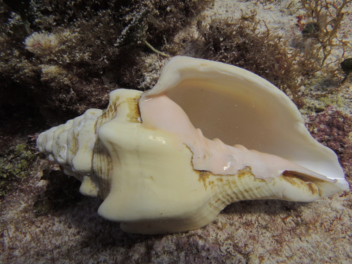 West Indian Chank Shell