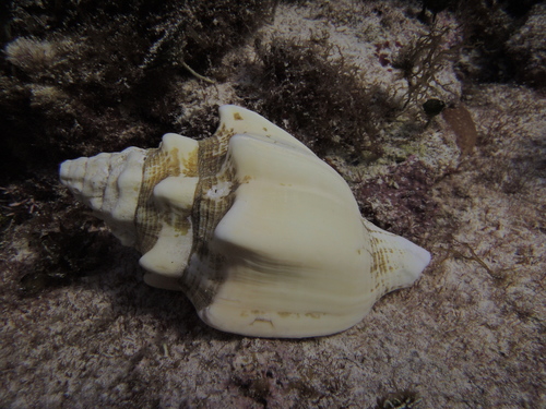 West Indian Chank Shell