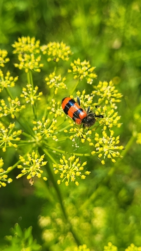 Bee-eating Beetle