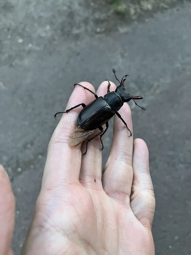 European Stag Beetle