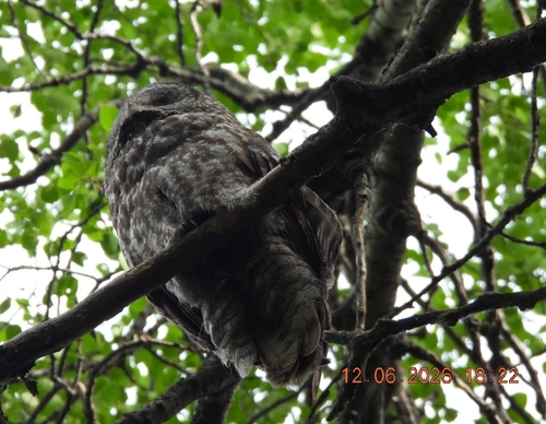 Great Gray Owl