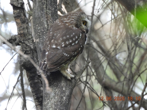 Northern Saw-whet Owl