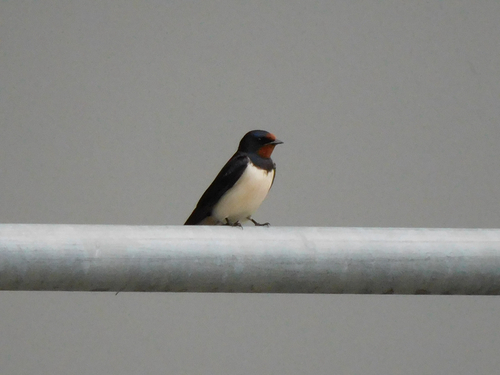 Barn Swallow
