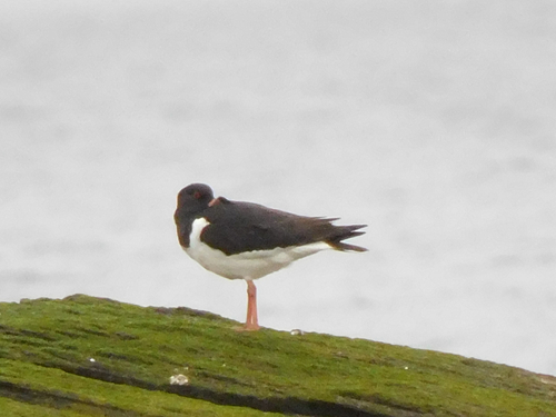 Eurasian Oystercatcher