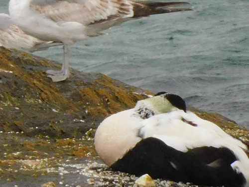 Common Eider
