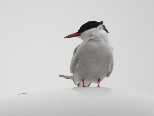 Arctic Tern