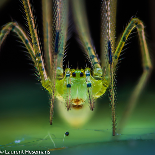 Synotaxids (Family Synotaxidae) · iNaturalist