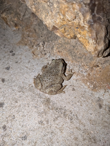 Common Midwife Toad