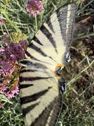 Scarce Swallowtail