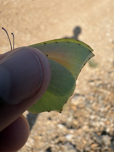 Cleopatra Butterfly