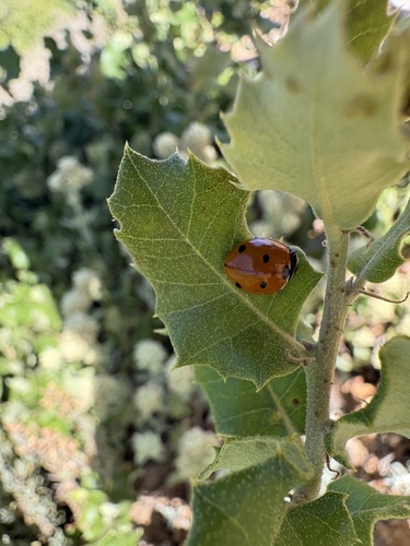 Seven-spotted Lady Beetle