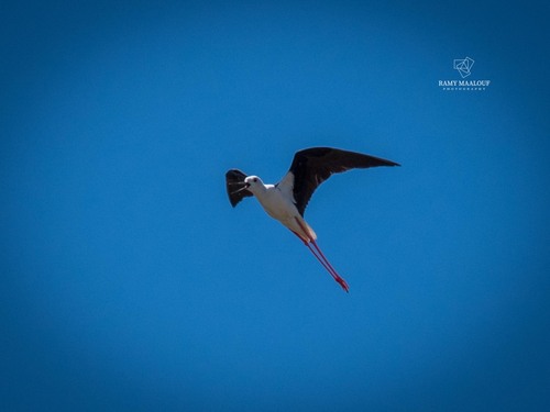 Black-winged Stilt