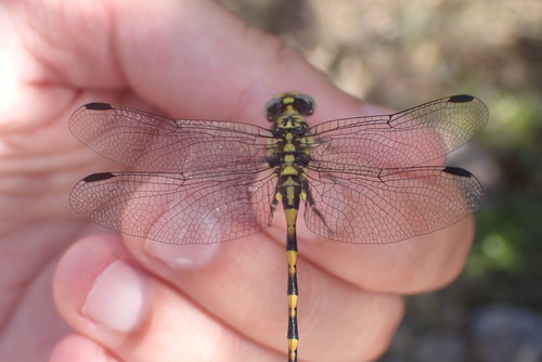 Large Pincertail