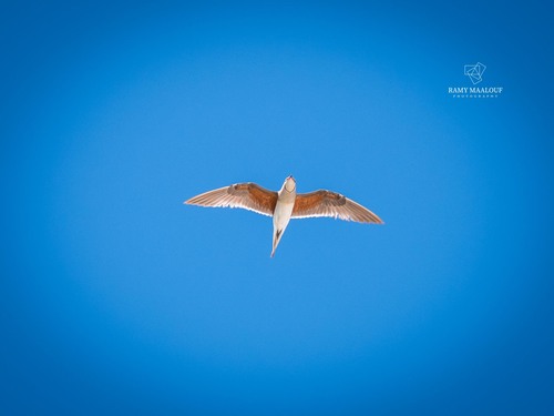 Collared Pratincole
