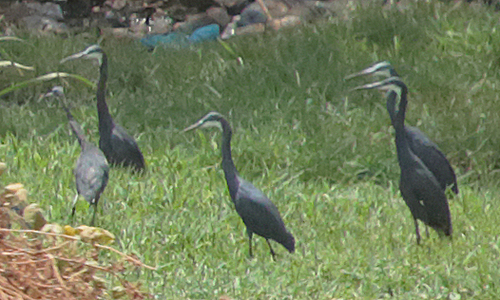 Western Reef Heron
