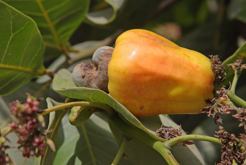cashew