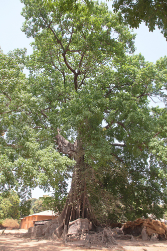 Kapok Tree
