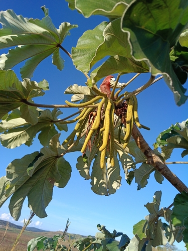 Cecropia saxatilis