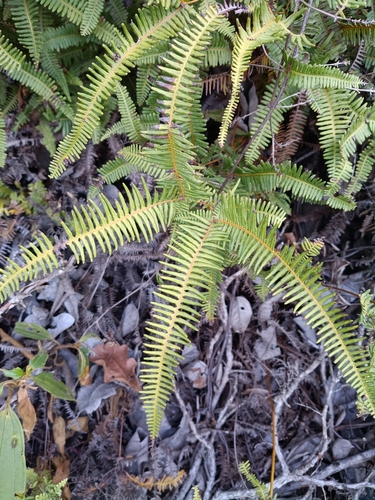 drooping forked fern
