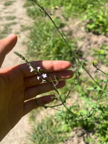 Common vervain
