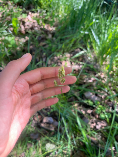 orchard grass