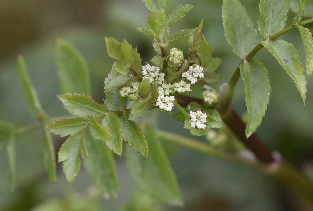 Fool's waterc-cress