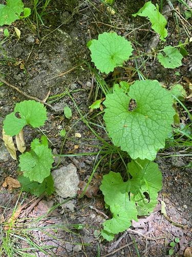 garlic mustard