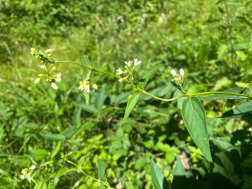 Swallow-wort