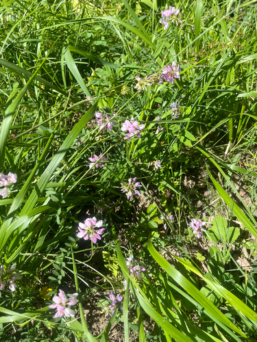 purple crownvetch