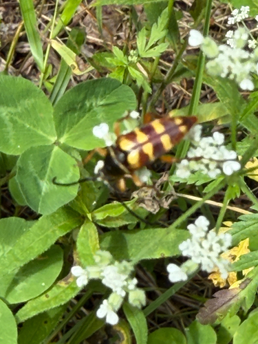 Banded Longhorn Beetle