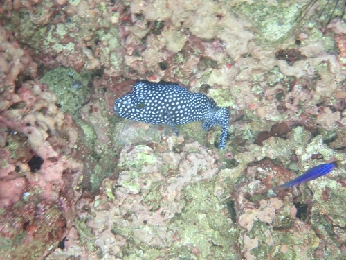 Guineafowl Puffer (Arothron meleagris)